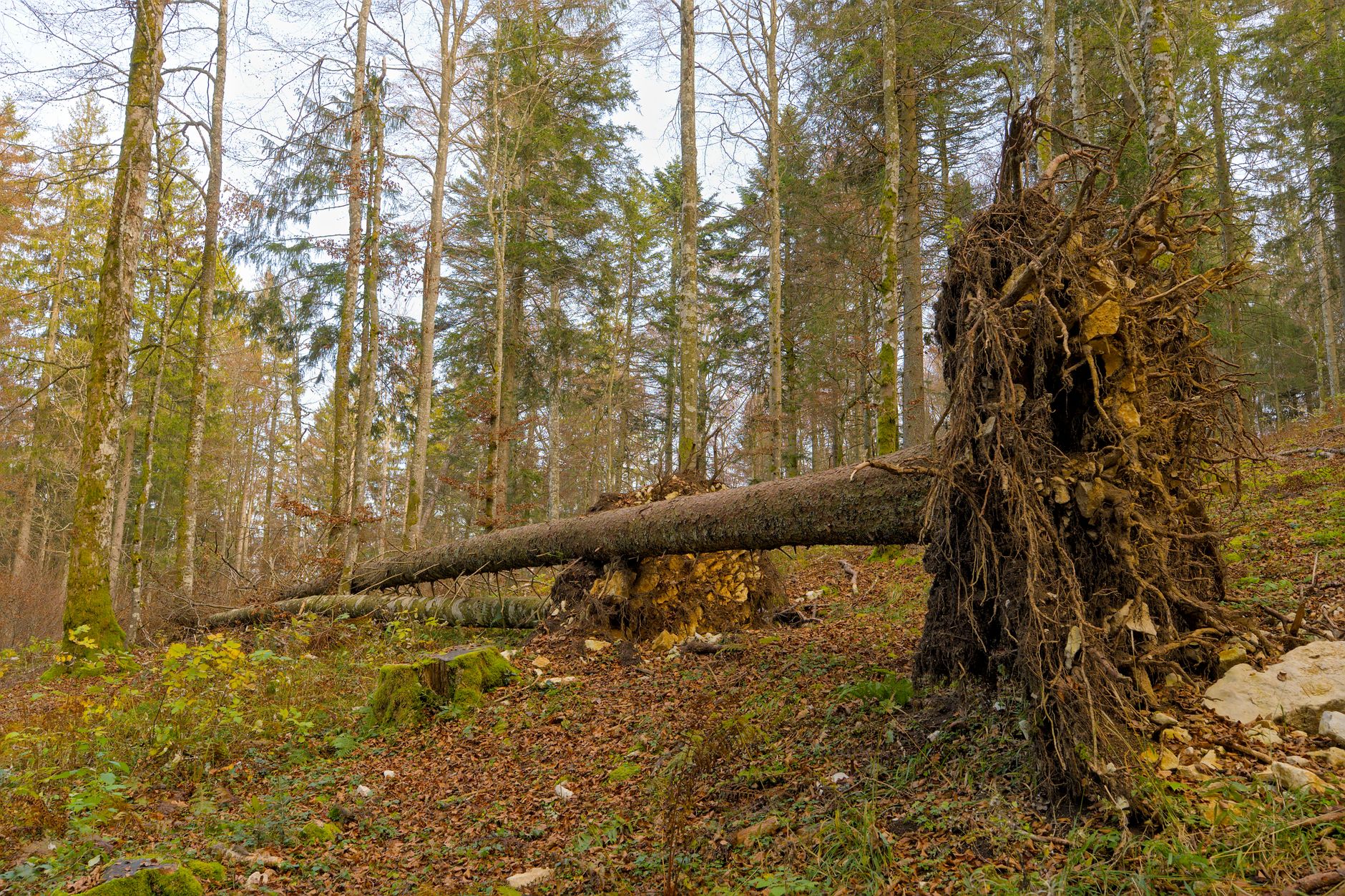 Enlèvement arbre urgence à Les Pavillons-sous-Bois